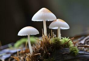 ai gegenereerd hemimycena soorten mairei. ai gegenereerd. foto