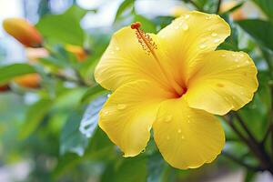 ai gegenereerd dichtbij omhoog mooi geel hibiscus bloem. ai gegenereerd foto