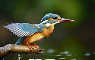 ai gegenereerd de gemeenschappelijk ijsvogel wetlands vogel gekleurde veren van verschillend vogels. generatief ai foto