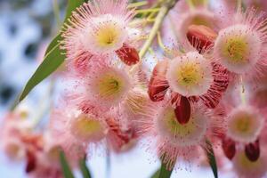 ai gegenereerd mooi gom boom roze bloemen en knoppen. ai gegenereerd foto