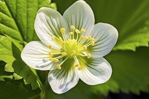 ai gegenereerd aardbei bloem. ai gegenereerd foto