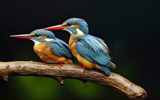 ai gegenereerd de gemeenschappelijk ijsvogel wetlands vogel gekleurde veren van verschillend vogels. generatief ai foto