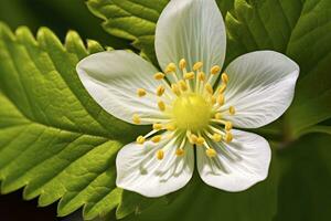 ai gegenereerd aardbei bloem. ai gegenereerd foto