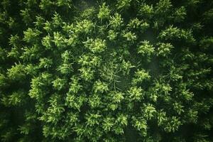 ai gegenereerd antenne top visie landelijk weg in de Woud, aarde weg of modder weg en regen Woud, antenne visie weg in natuur, ecosysteem en gezond milieu foto