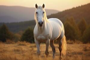 ai gegenereerd wit paard of merrie in de bergen Bij zonsondergang. ai gegenereerd foto