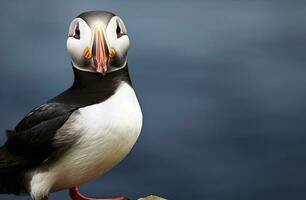 ai gegenereerd atlantic papegaaiduiker vogel. ai gegenereerd foto