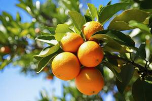 ai gegenereerd oranje fruit Aan boom. ai gegenereerd foto