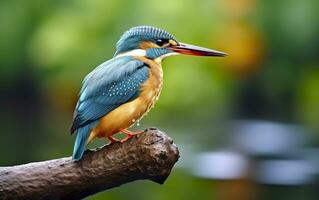 ai gegenereerd de gemeenschappelijk ijsvogel wetlands vogel gekleurde veren van verschillend vogels. generatief ai foto