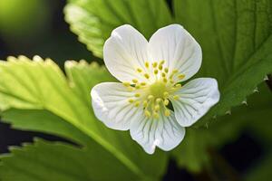 ai gegenereerd aardbei bloem. ai gegenereerd foto