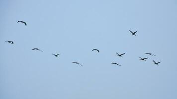 kraan groep in de lucht in v vorming. migrerend vogelstand Aan hun terugkeer reis foto