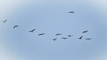 kraan groep in de lucht in v vorming. migrerend vogelstand Aan hun terugkeer reis foto