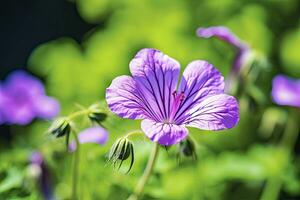 ai gegenereerd geranium wilfordii bloem. ai gegenereerd foto