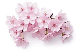 ai gegenereerd sakura bloemen geïsoleerd Aan wit achtergrond. ai gegenereerd foto