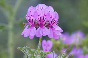 pelargonium botuline, kirstenbosch, kaap dorp, zuiden Afrika foto