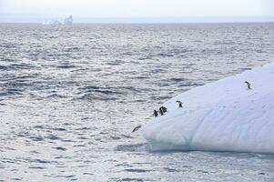 gentoo pinguïn, pygoscelis Papoea en kinband pinguïns, pygoscelis antarctica Aan een drijvend ijsberg, kuiper baai, zuiden Georgië, zuiden Georgië en de belegd broodje eilanden, antarctica foto