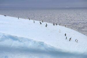 gentoo pinguïn, pygoscelis Papoea, Aan een drijvend ijsberg, kuiper baai, zuiden Georgië, zuiden Georgië en de belegd broodje eilanden, antarctica foto