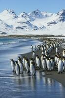 koning pinguïn, aptenodyten patagonicus, voorbereidingen treffen naar invoeren in de water, Salisbury vlak, zuiden Georgië eiland, antarctisch foto