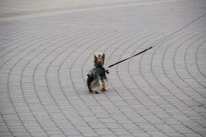 ruig weinig hond Aan riem is wandelen langs de bestrating platen. foto