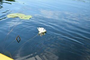 mooi wit lotus bloem en lelie ronde bladeren Aan de water na regen in rivier- foto