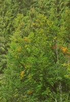 foto van boom boomstammen van hoog Woud bomen dat verandering kleur in vroeg herfst