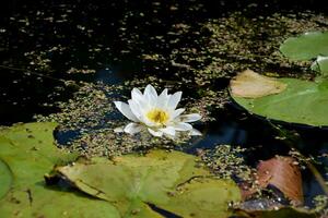 mooi wit lotus bloem en lelie ronde bladeren Aan de water na regen in rivier- foto