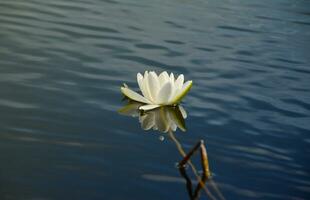 mooi wit lotus bloem en lelie ronde bladeren Aan de water na regen in rivier- foto