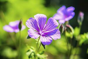 ai gegenereerd geranium wilfordii bloem. ai gegenereerd foto