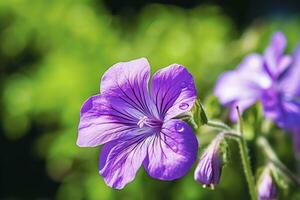 ai gegenereerd geranium wilfordii bloem. ai gegenereerd foto