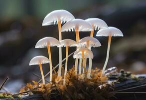 ai gegenereerd hemimycena soorten mairei. ai gegenereerd. foto