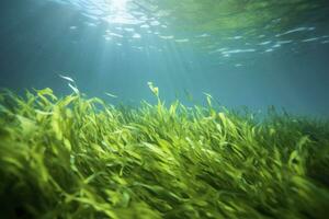 ai gegenereerd onderwater- visie van een groep van zeebedding met groen zeegras. ai gegenereerd foto