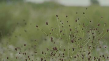 Purper bloemen in de Woud. Woud struiken, groen gras, natuurlijk achtergrond foto