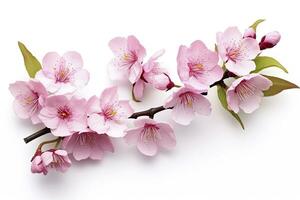 ai gegenereerd sakura bloemen geïsoleerd Aan wit achtergrond. ai gegenereerd foto