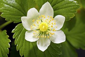 ai gegenereerd aardbei bloem. ai gegenereerd foto