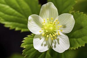 ai gegenereerd aardbei bloem. ai gegenereerd foto