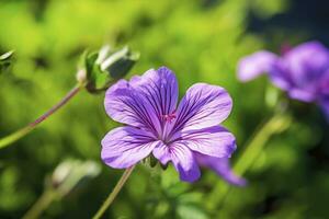 ai gegenereerd geranium wilfordii bloem. ai gegenereerd foto