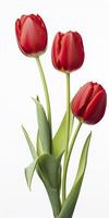 ai gegenereerd rood tulpen geïsoleerd Aan wit achtergrond. ai gegenereerd foto