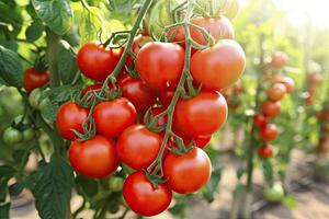 ai gegenereerd vers bundel van rood natuurlijk tomaten Aan een Afdeling in groente tuin. ai gegenereerd foto