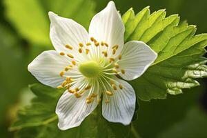 ai gegenereerd aardbei bloem. ai gegenereerd foto