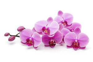 ai gegenereerd roze orchidee geïsoleerd Aan wit achtergrond. ai gegenereerd foto