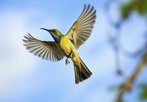 ai gegenereerd olijf- gesteund zonnevogel, geel buik sunbird vliegend in de helder lucht. generatief ai foto