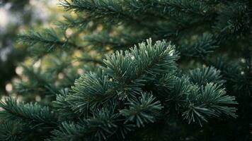 ai gegenereerd onderzoeken de ingewikkeld details van de microscopisch ijs Kristallen vormen Aan de pijnboom naalden van een majestueus pijnboom boom gedurende een winter ochtend. foto