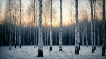 ai gegenereerd verf een levendig afbeelding van de rustig winter schemering in een berk bosje, scherpstellen Aan de uniek patronen gemaakt door de contrast tussen de wit schors en de diep blauw tinten van de lucht. foto