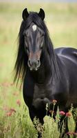 ai gegenereerd een opvallend zwart paard met glanzend jas en doordringend ogen, staand in een veld- van wilde bloemen foto