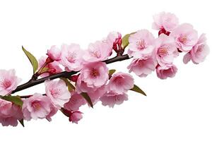 ai gegenereerd sakura bloemen geïsoleerd Aan wit achtergrond. ai gegenereerd foto