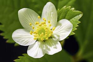 ai gegenereerd aardbei bloem. ai gegenereerd foto