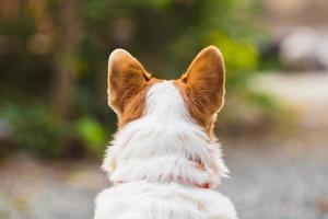 mooie close-up hond van achter uitzicht foto