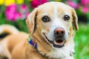 schattige hond in een zonnige dag foto