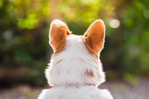 mooie close-up hond van achter uitzicht foto