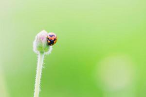 lieveheersbeestje op een blad, close-up foto voor natuurlijke groene achtergrond.