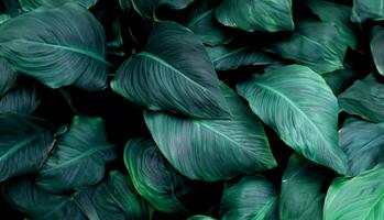 bladeren van spathiphyllum kannifolium, abstract groen textuur, natuur achtergrond, tropisch blad foto